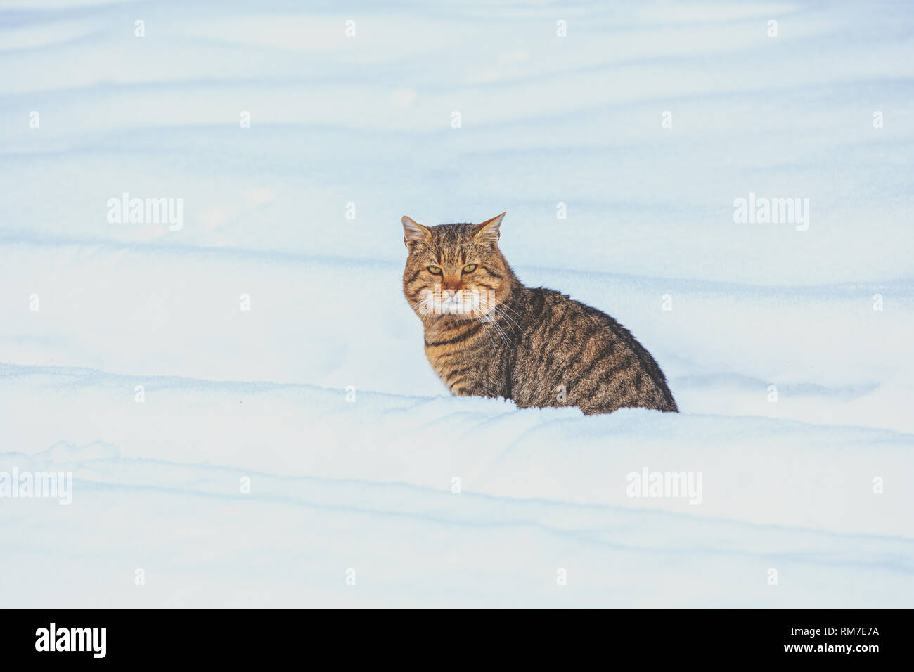 Cat a piedi nella neve profonda in inverno Foto Stock