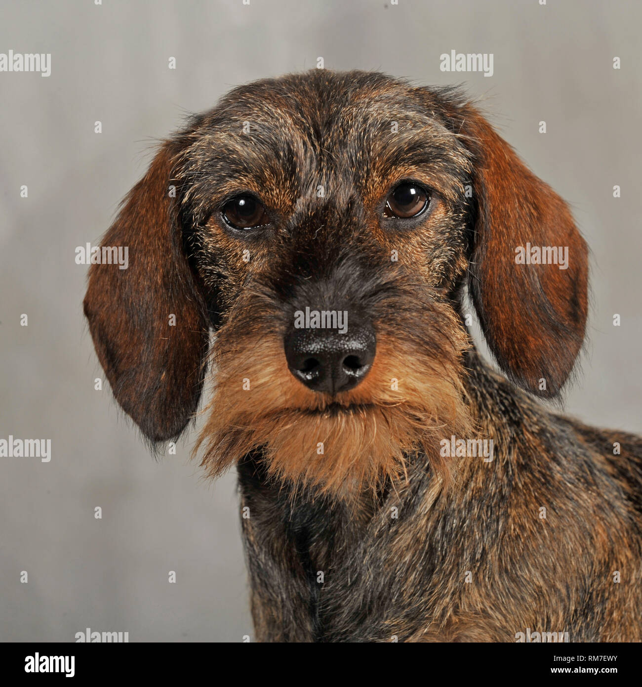 Miniatura wirehaired bassotto Foto Stock
