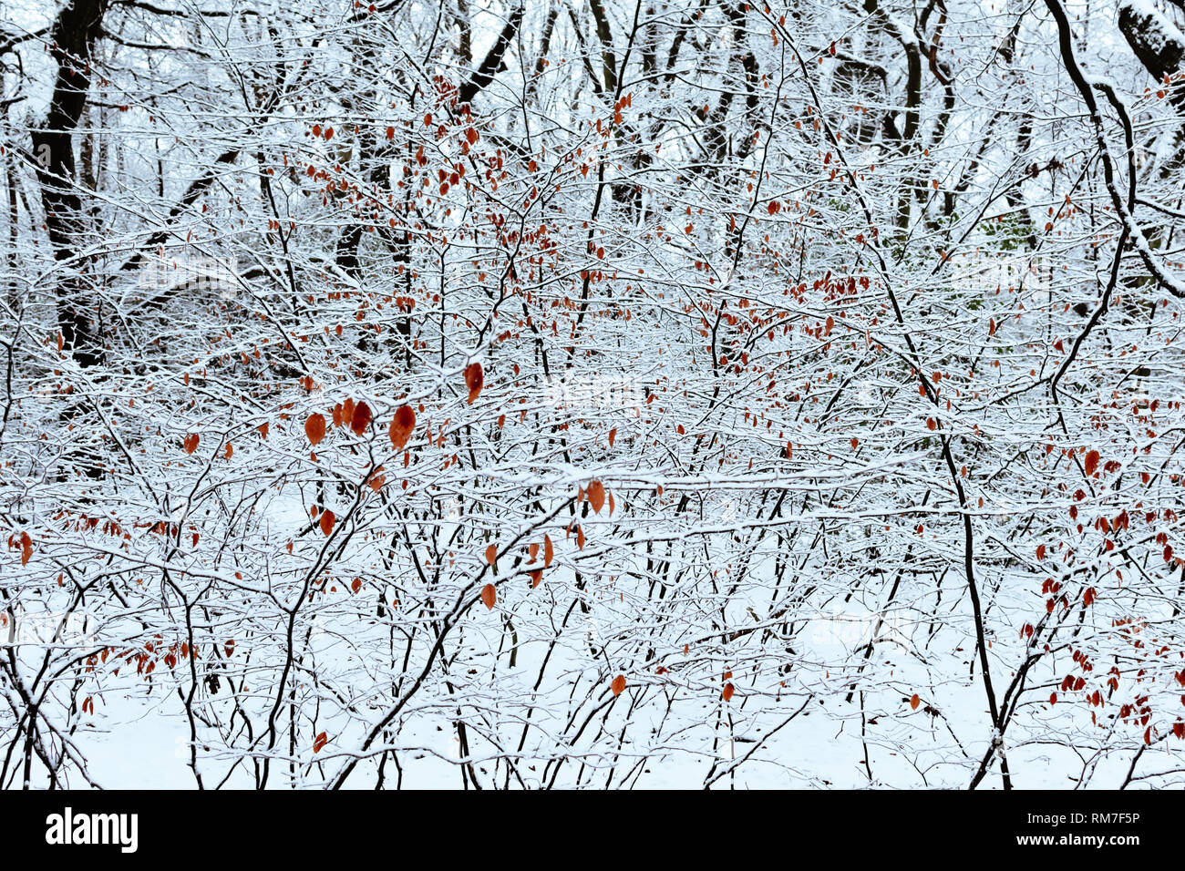Un Jackson Pollock stile cornice astratta di neve e rami di alberi e foglie Foto Stock