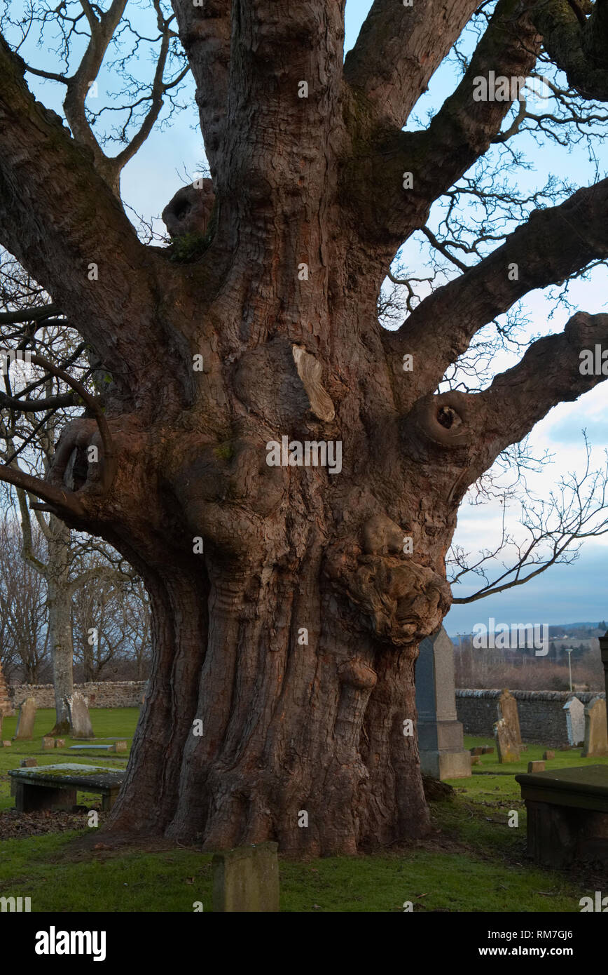 Elm Tree a Beauly Priory, Invernesshire Foto Stock