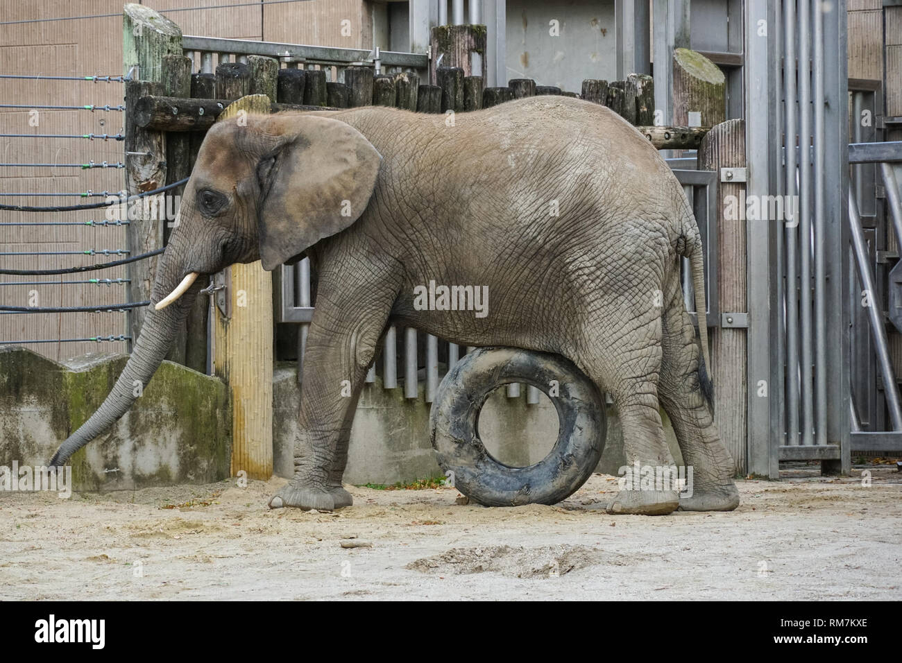 Elefante africano a giocare con il vecchio pneumatico presso lo zoo di Vienna, Austria Foto Stock