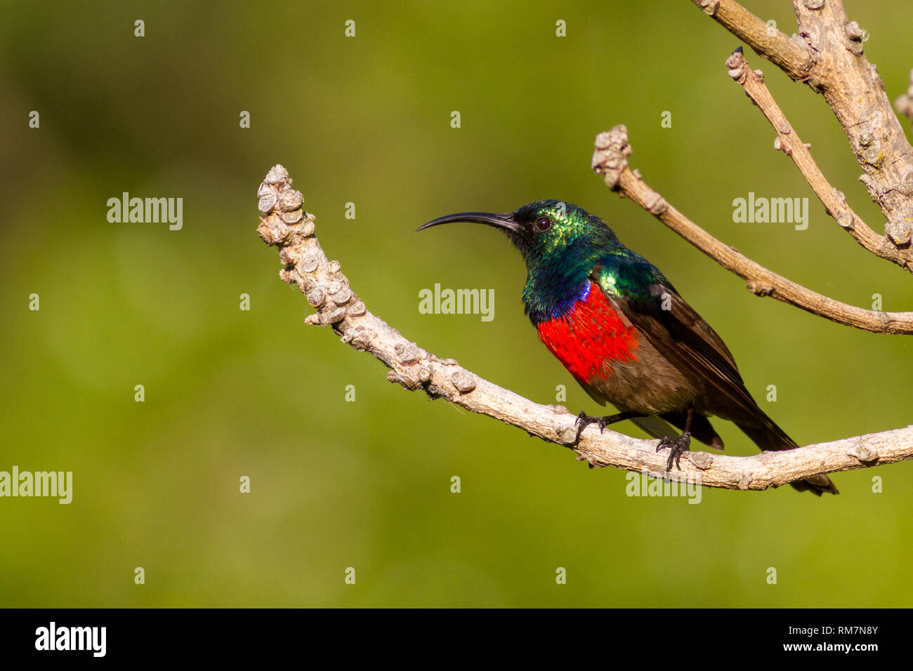 Maggiore doppio sunbird collare (Cinnyris afra) Profilo laterale, appollaiato in un albero, Sud Africa Foto Stock