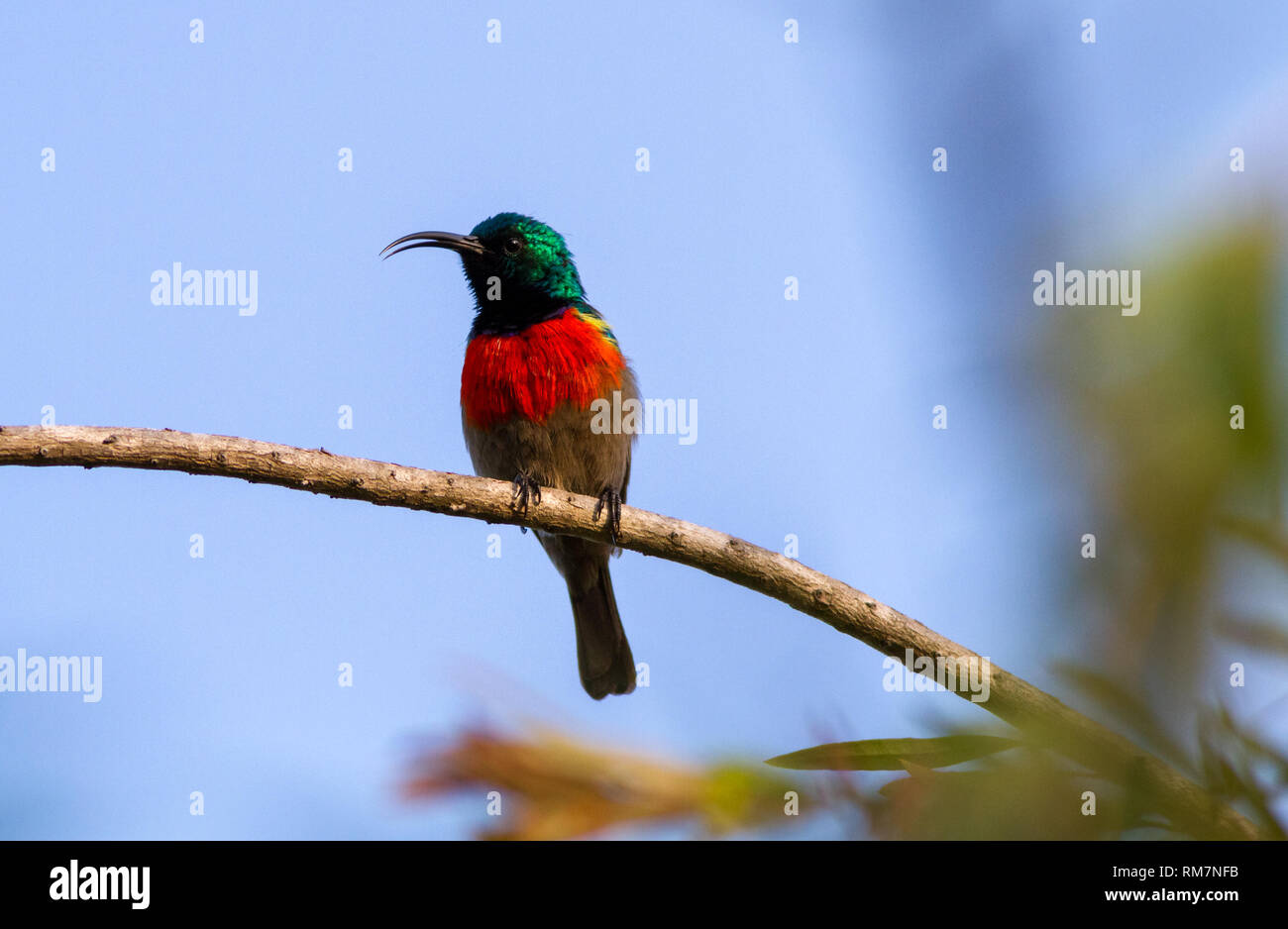 Maggiore doppio sunbird collare (Cinnyris afra) dal profilo anteriore, appollaiato in un albero di canto, Sud Africa Foto Stock