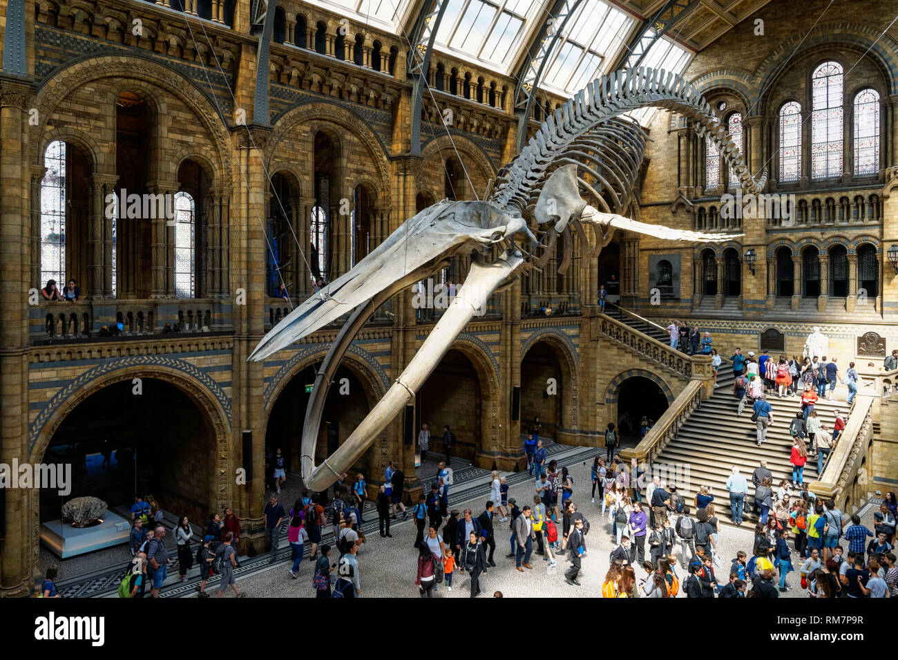 La sala Hintze con blue di scheletro di balena nel Museo di Storia Naturale di Londra England Regno Unito Regno Unito Foto Stock
