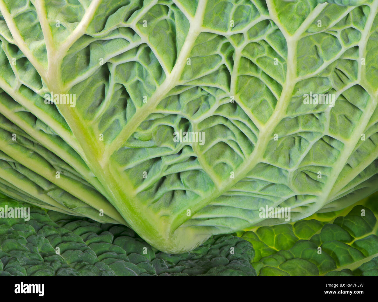 Macro di un abstract savoy foglia di cavolo Foto Stock
