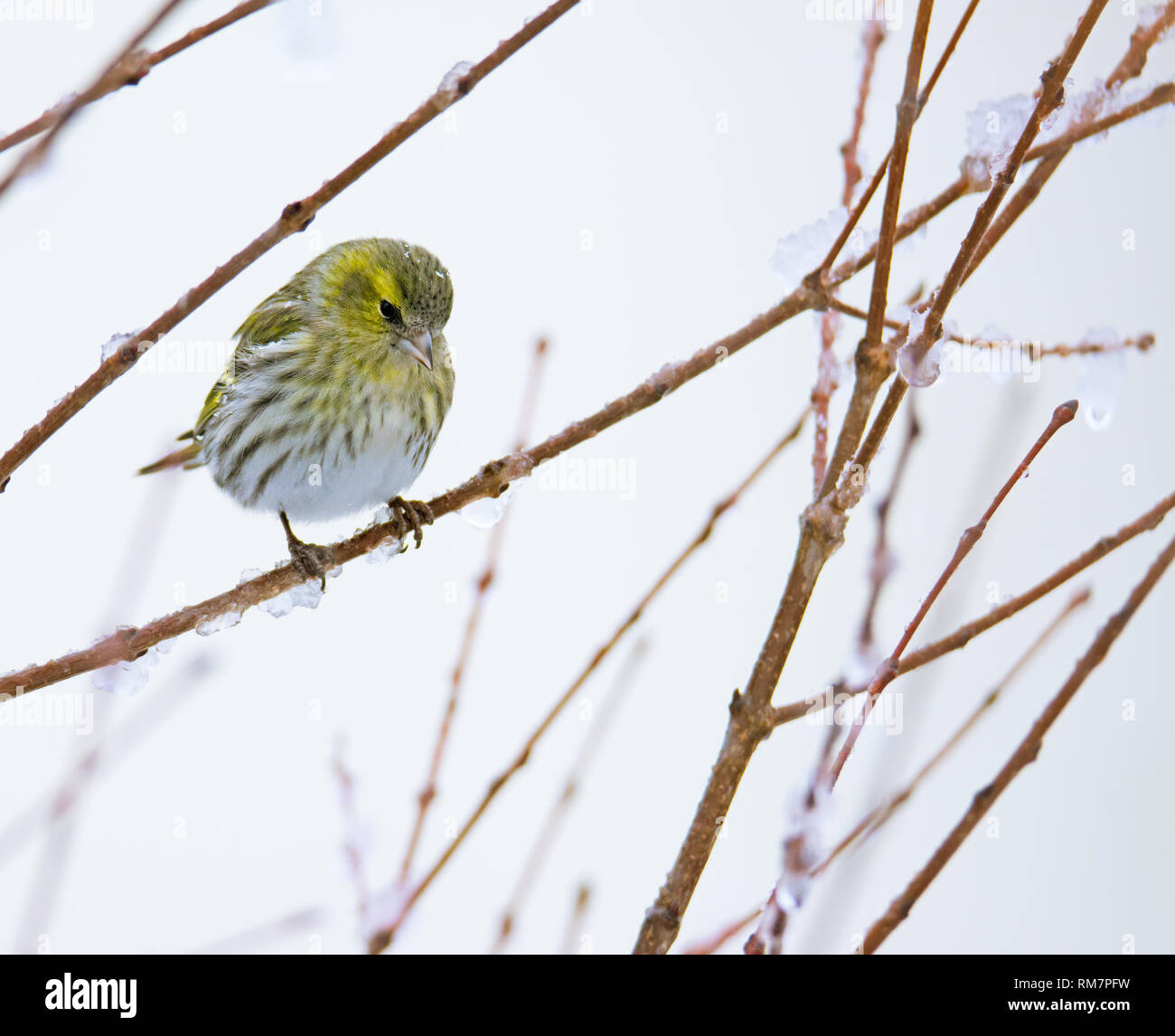 Femmina lucherino eurasiatico bird seduto sul ramo di una coperta di neve tree Foto Stock
