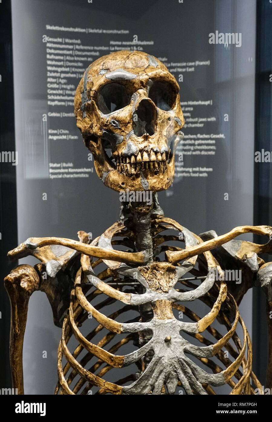 Scheletro di Homo neanderthalensis presso il Museo di Storia Naturale di Vienna in Austria Foto Stock