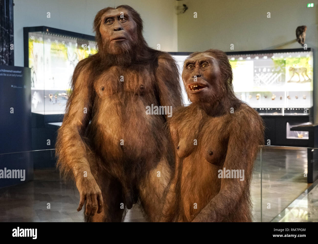 La ricostruzione di Australopithecus afarensis presso il Museo di Storia Naturale di Vienna in Austria Foto Stock