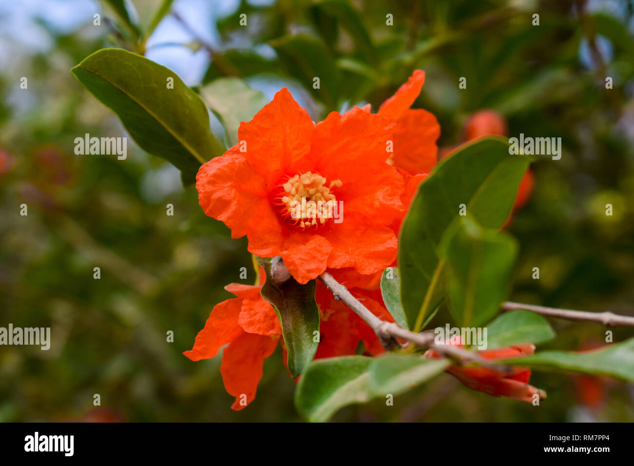 Fiori di melograno su rami verdi Foto Stock