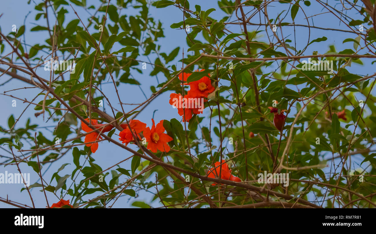 Fiori di melograno su rami verdi. Foto Stock