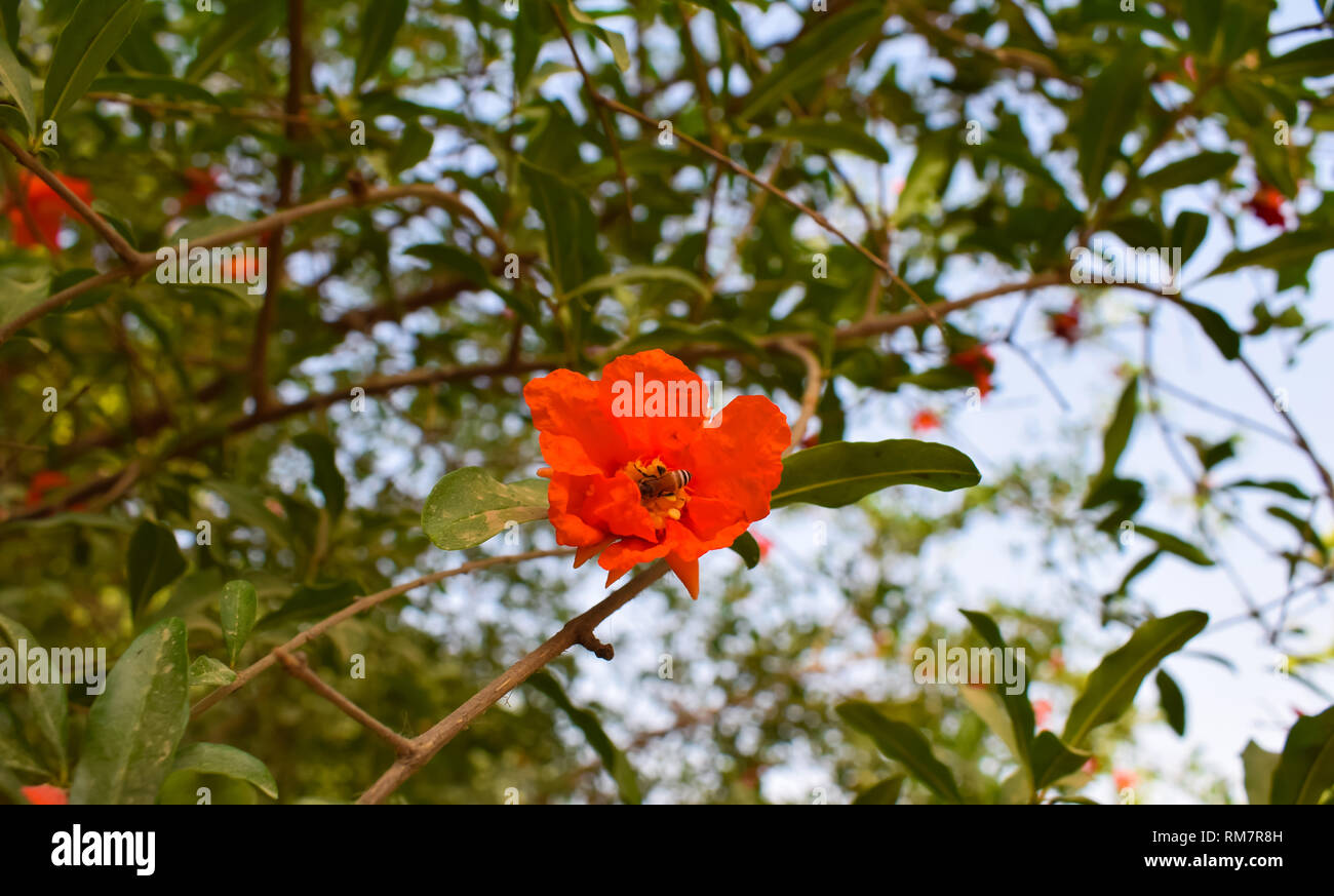 Un miele delle api su un fiore di melograno in un giardino. Foto Stock