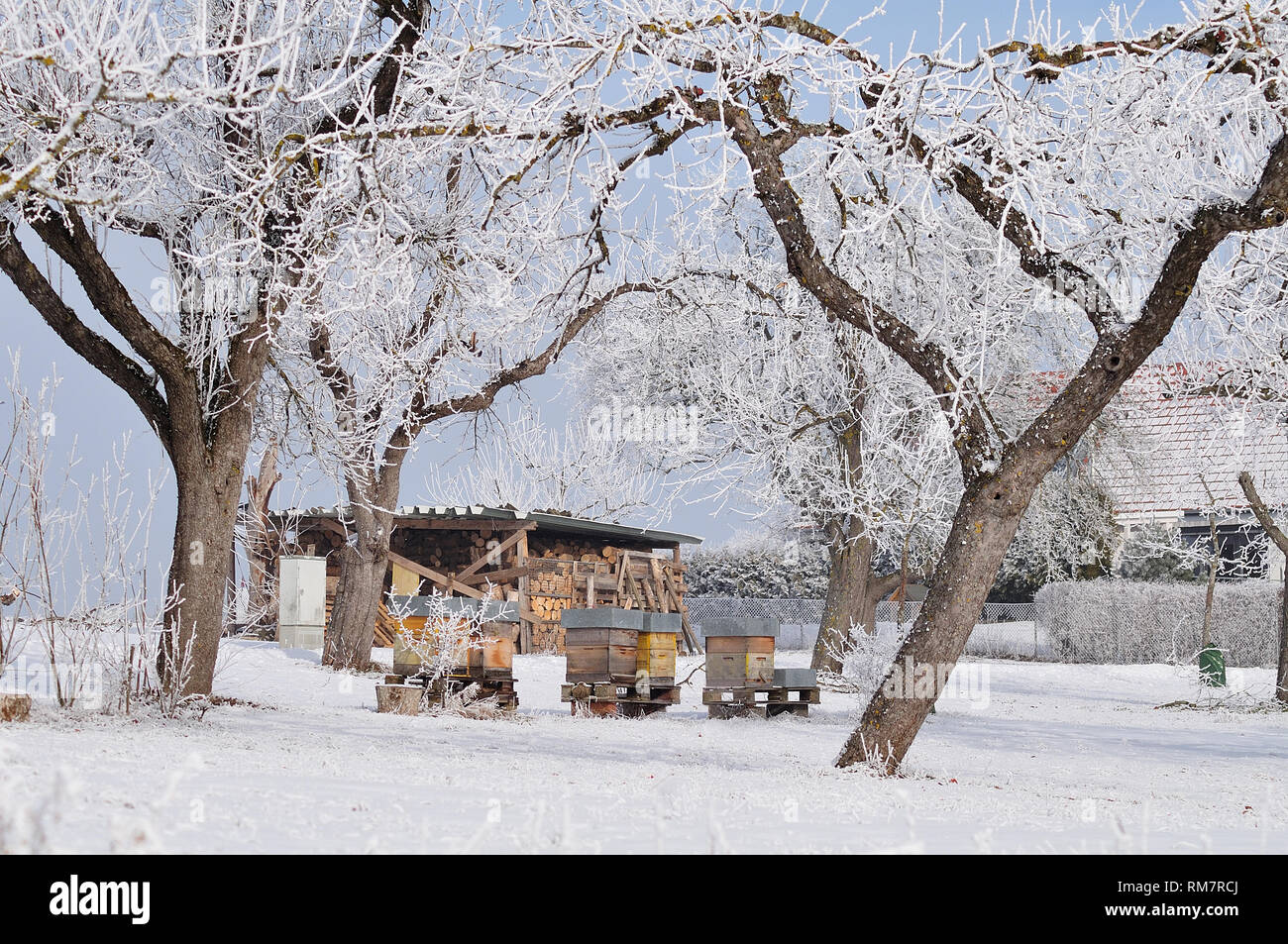 Orchard in inverno villaggio con strade coperte di neve meli, legno alveari e capanna con impilati legna Foto Stock