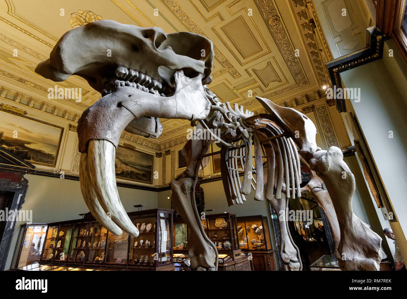 Lo scheletro di Prodeinotherium bavaricum presso il Museo di Storia Naturale di Vienna, Austria Foto Stock