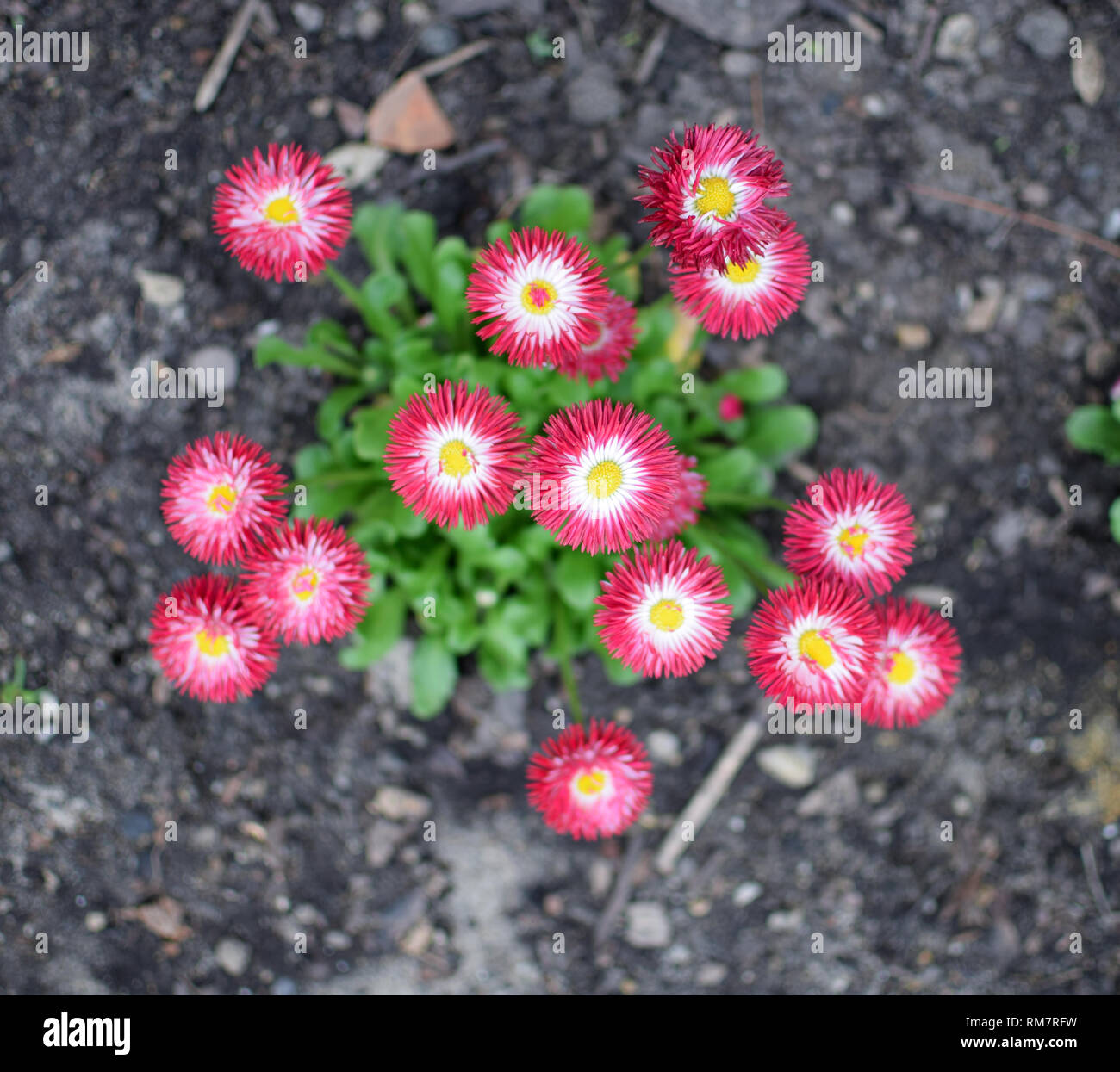 "Callistephus chinensis' - aster della Cina. Fiori viola close up. Foto Stock