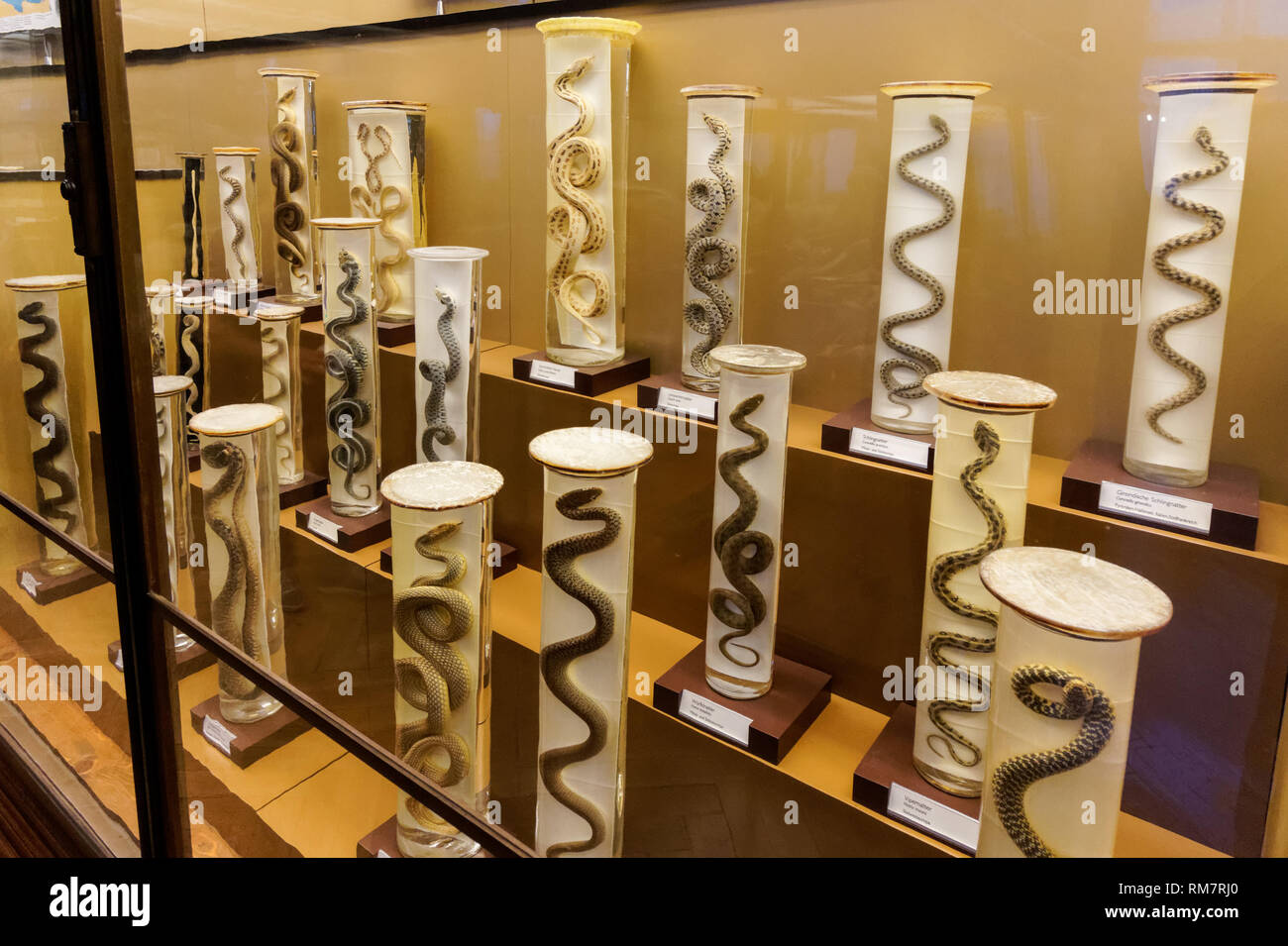 Collezione di rettili presso il Museo di Storia Naturale di Vienna, Austria Foto Stock