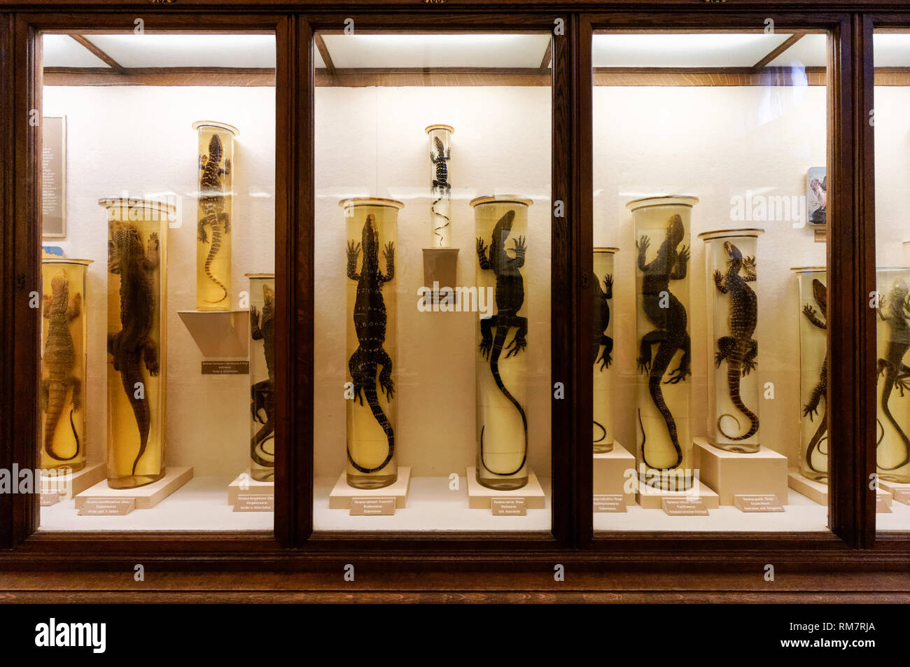 Collezione di rettili presso il Museo di Storia Naturale di Vienna, Austria Foto Stock