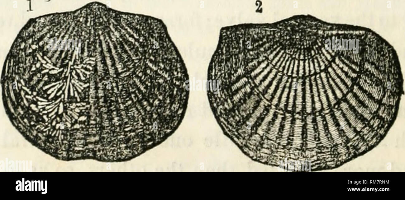 . Relazione annuale del Regents dell'Università della condizione di membro il Gabinetto di Storia Naturale con i cataloghi delle stesse. Membro il Gabinetto di Storia Naturale (N. Y. ); scienza; musei. 152 [Senato In alcuni casi la costae bifurcate, e quella centrale sulla valvola ventrale più frequentemente presenta questo carattere. Esemplari di certo lo- calities mostrano una scarsa differenza percettibile nella dimensione del costse, e nessuna centrale carination. Questa specie è piuttosto peculiare, non avente alcun rappresentante per quanto al pre- inviato nota in qualsiasi delle nostre formazioni, e può essere considerata come ihe t Foto Stock