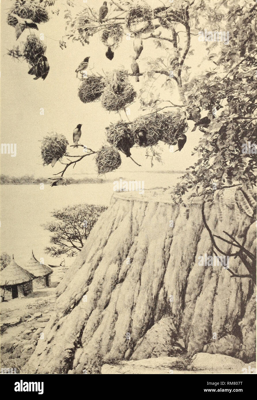 . Relazione annuale del direttore al consiglio di amministrazione per l'anno ... Campo Museo di Storia Naturale; storia naturale. Campo Museo di Storia Naturale relazioni, Vol. XI, piastra XXIII. Tessitore africani uccelli raccolti da Straus West African Expedition tassidermia da John W. Moyer sfondo da Charles A. Corwin. Accessori per impianto di Frank Letl (Hall 20). Si prega di notare che queste immagini vengono estratte dalla pagina sottoposta a scansione di immagini che possono essere state migliorate digitalmente per la leggibilità - Colorazione e aspetto di queste illustrazioni potrebbero non perfettamente assomigliano al lavoro originale. Museo del campo di naturale Foto Stock