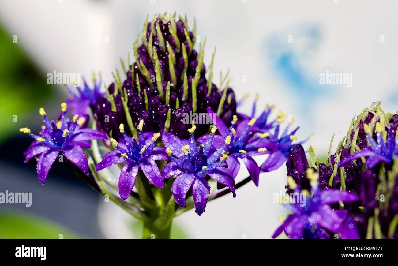 Scilla peruviana " Caraibi gioielli blu zaffiro' Foto Stock