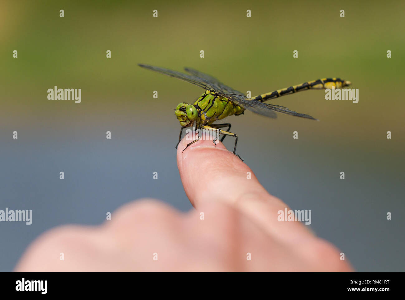 Green dragonfly Ophiogomphus cecilia udienza del dito Foto Stock