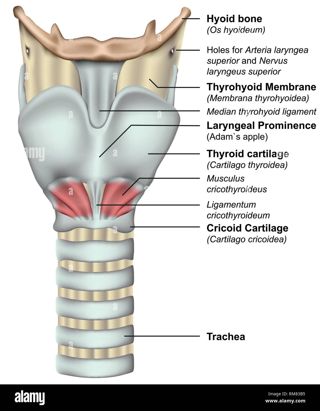 Anatomia della laringe 3d medical illustrazione vettoriale su sfondo bianco Illustrazione Vettoriale