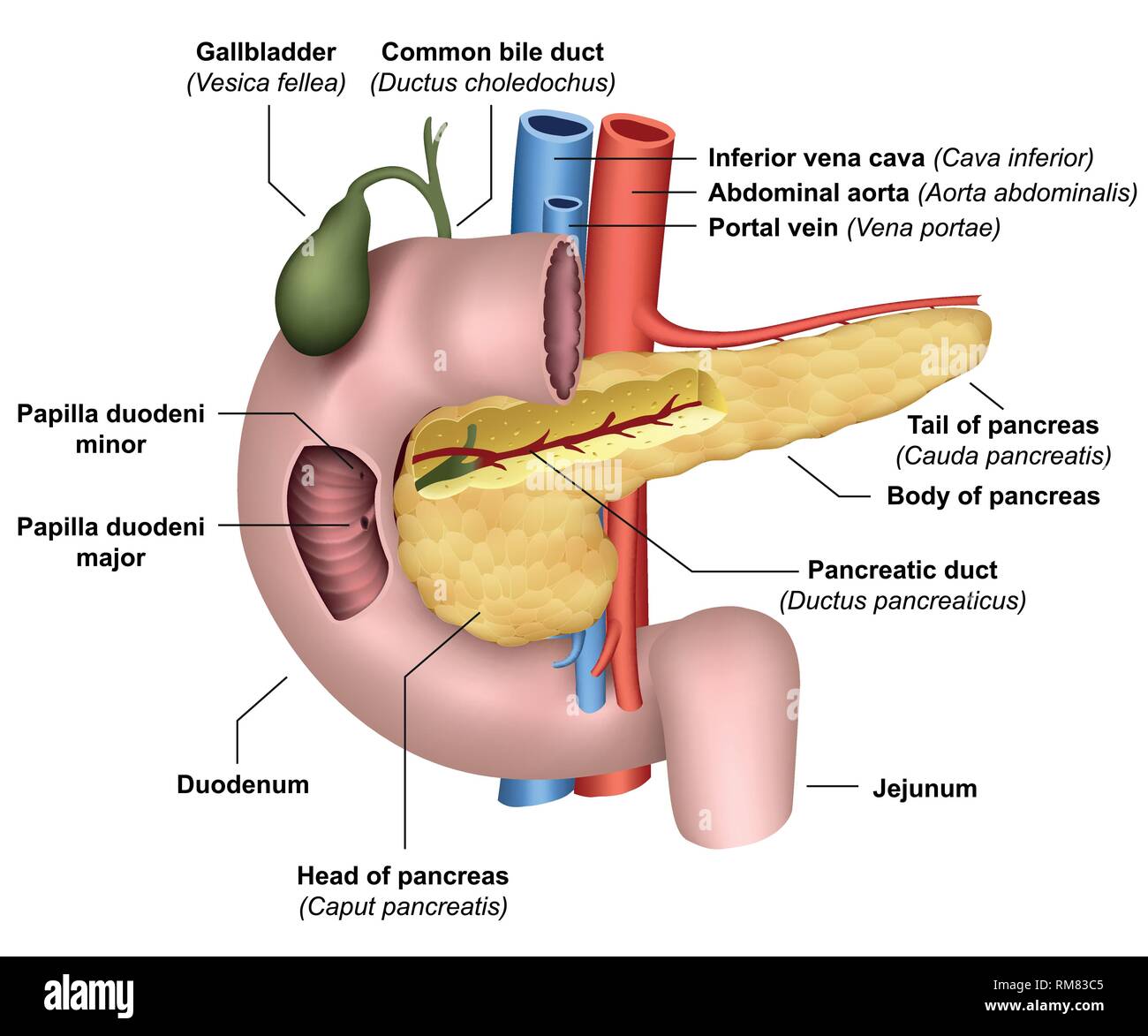 Anatomia del pancreas 3d medical illustrazione vettoriale su sfondo bianco Illustrazione Vettoriale