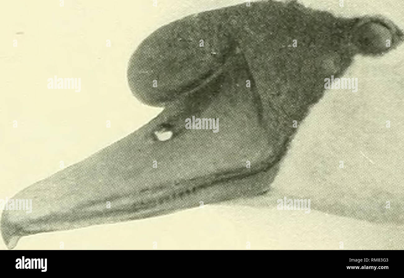 . Relazione annuale - New York Zoological Society. Zoologia. TRUMPETER SWAN. BLACK SWAN. Cigno.. Si prega di notare che queste immagini vengono estratte dalla pagina sottoposta a scansione di immagini che possono essere state migliorate digitalmente per la leggibilità - Colorazione e aspetto di queste illustrazioni potrebbero non perfettamente assomigliano al lavoro originale. New York Zoological Society. New York, la società Foto Stock