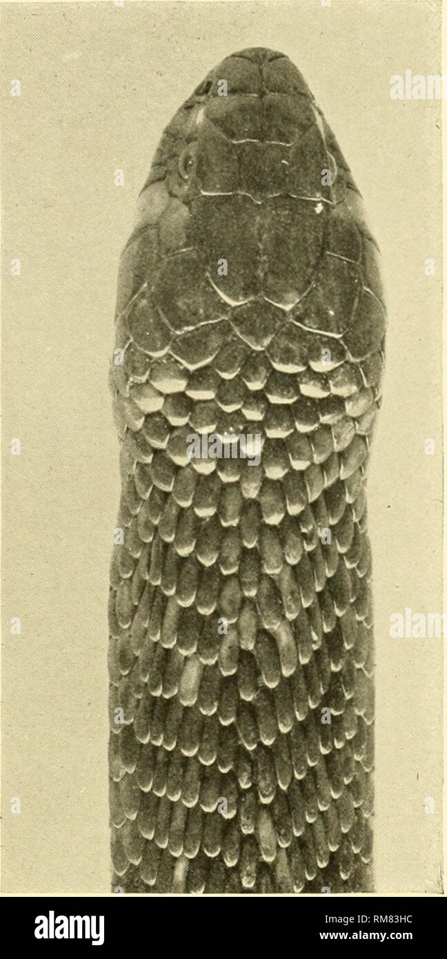 . Relazione annuale - New York Zoological Society. Zoologia. Capi di RATTLESNAKE E COBRA egiziano. La grande differenza di sagoma tra le teste dei Viperine e colubrine serpenti è radicalmente segnata. verso l'alto. Il mocassino è stata finalmente rimossa incolumi e la grande e innocuo serpente d'acqua è stato tranquillamente collocato nella gabbia. Per l'osservatore umano si abbinava il mocassino strettamente e realizzato una mostra di temperare notevolmente più enfatico rispetto al precedente, ma il Cobra attacca senza un attimo di esitazione e presto inghiottite. Questo esperimento è stato ripetuto e sempre con lo stesso risultato. Il Co Foto Stock
