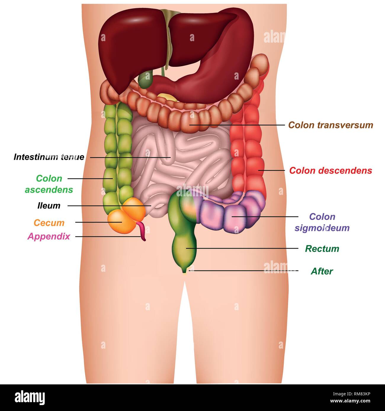 Anatomia del colon parti colorate del colon 3d medical illustrazione vettoriale Illustrazione Vettoriale