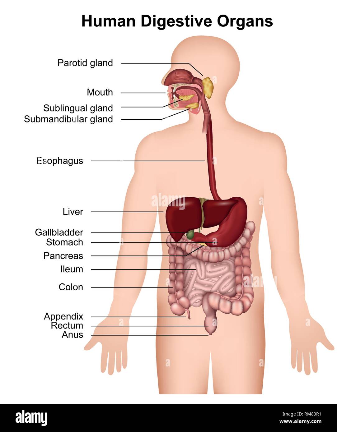 L'apparato digestivo umano ,medical illustrazione vettoriale su sfondo bianco Illustrazione Vettoriale