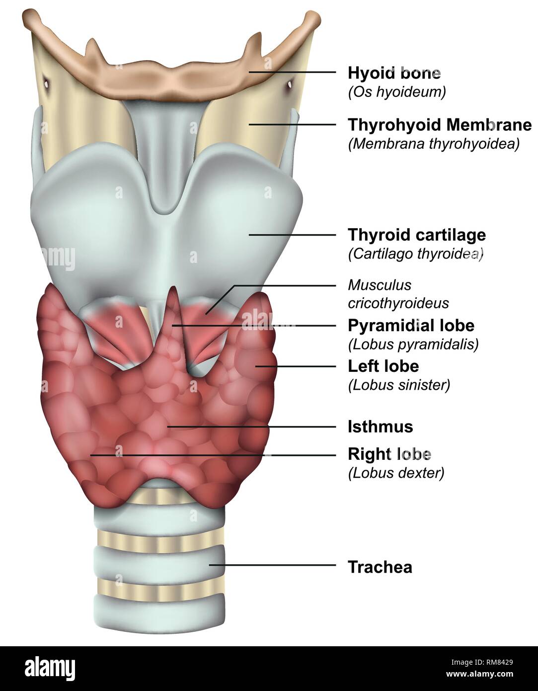 Anatomia della ghiandola tiroide medical 3d illustrazione vettoriale Illustrazione Vettoriale