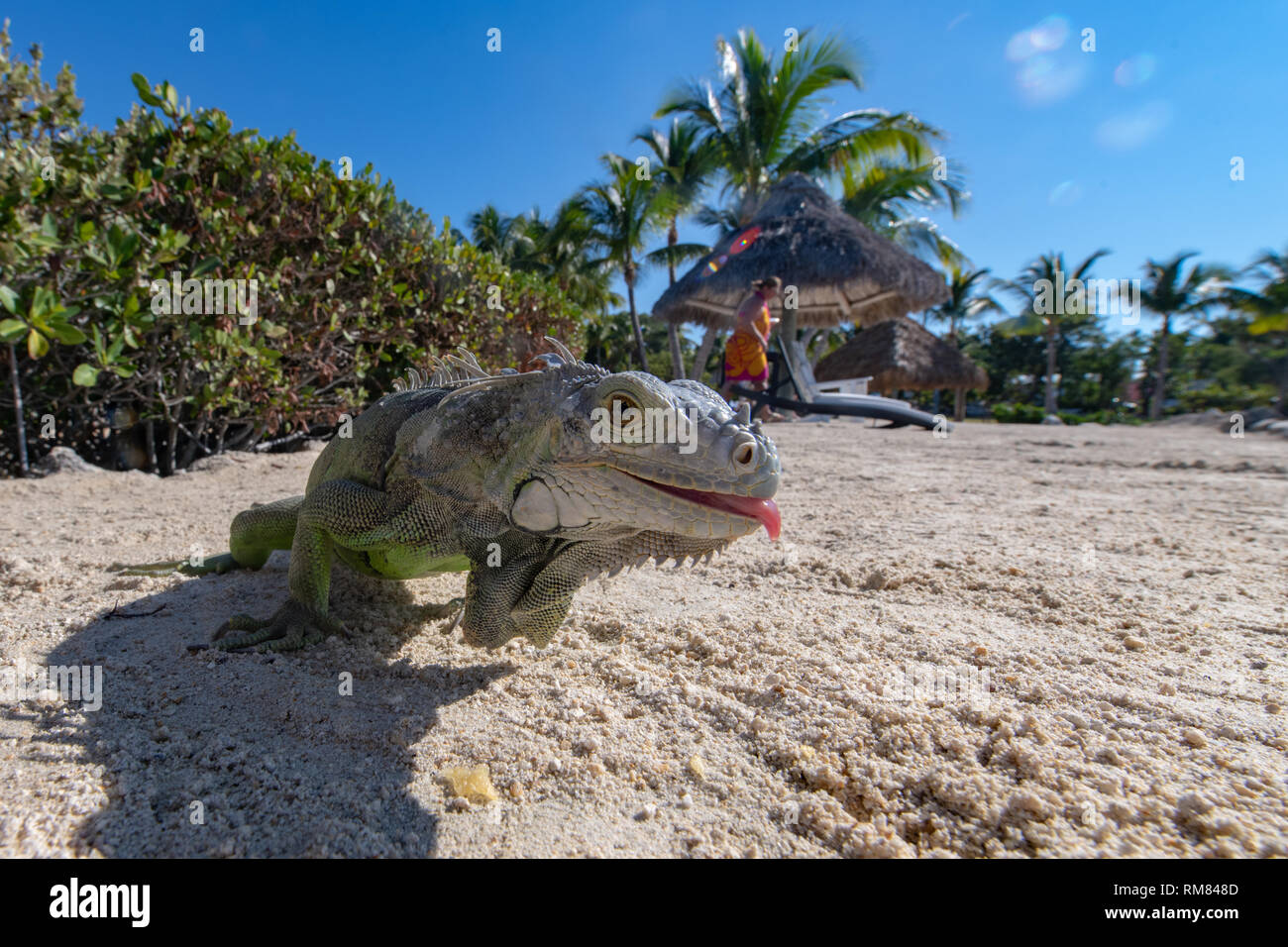 Il verde o il Comune di iguana Foto Stock