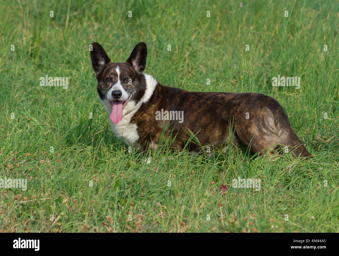 Il tigrato maschio Welsh Corgi Cardigan in un'erba Foto Stock