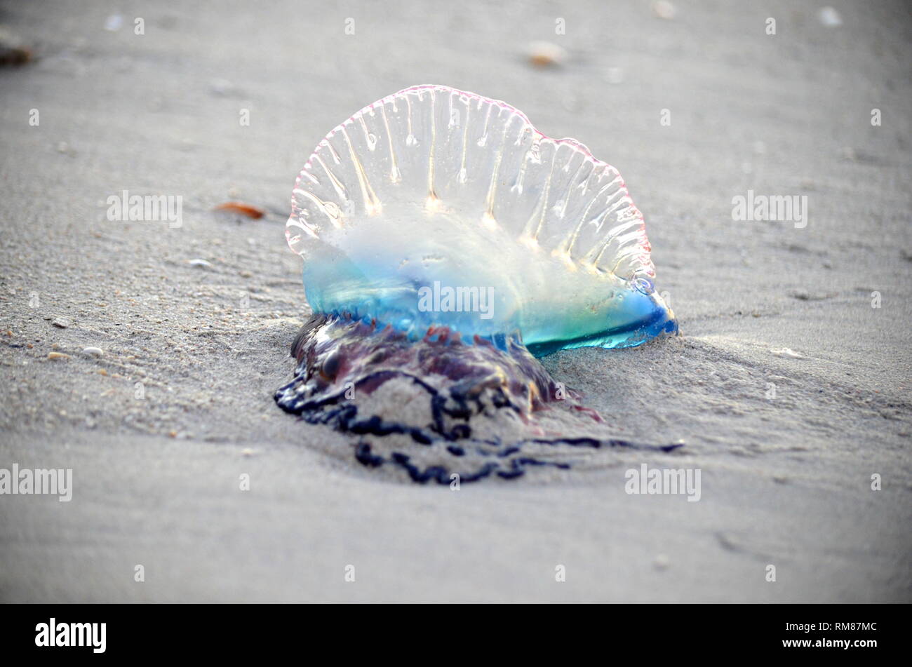 Atlantico uomo portoghese-di-guerra (Physalia physalis) MEDUSE-simili hydrozoan marino con tentacoli velenosi lavato fuori sulla spiaggia di isola dei Caraibi. Foto Stock