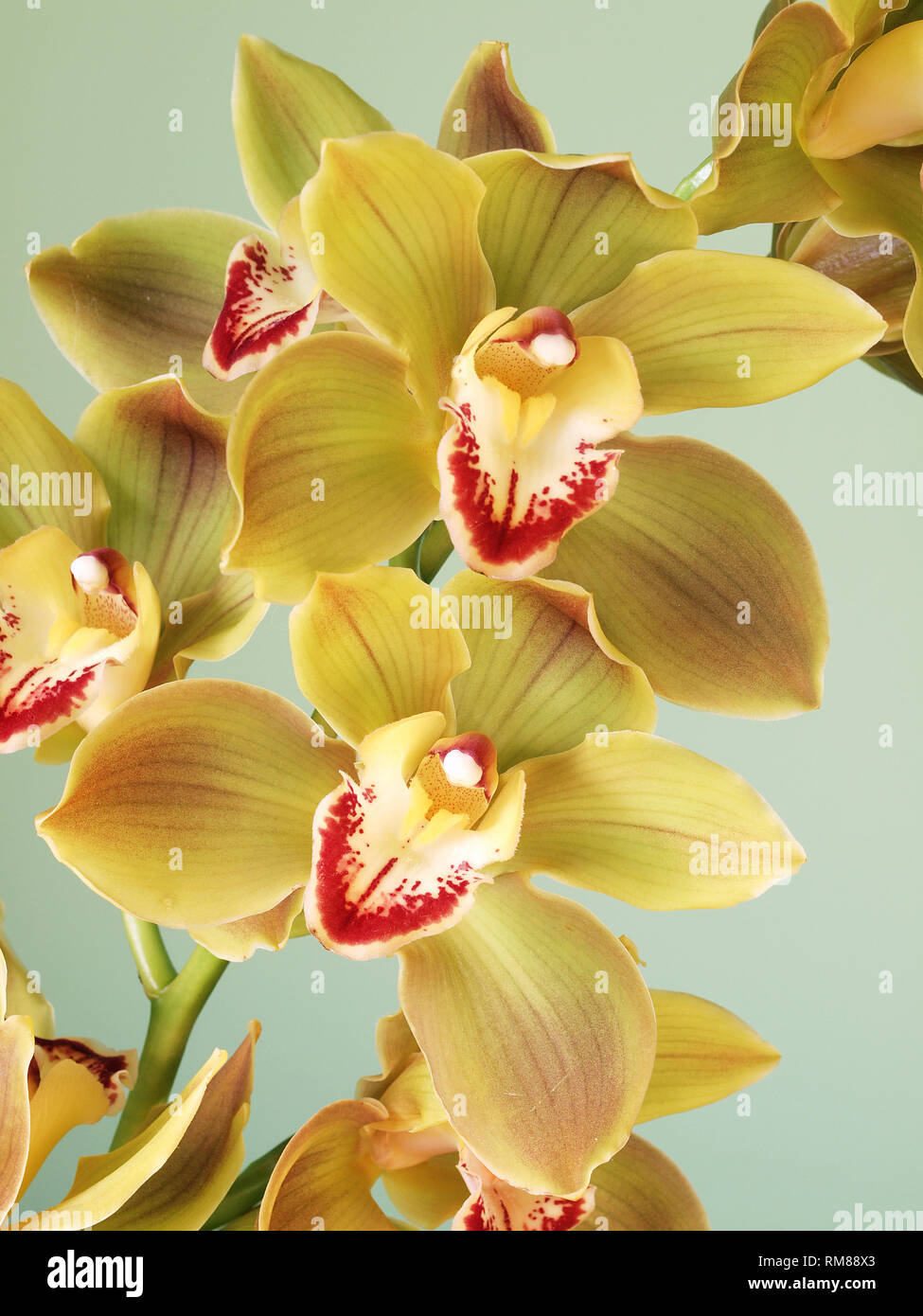 Freschi di fiori di cymbidium orchid Foto Stock