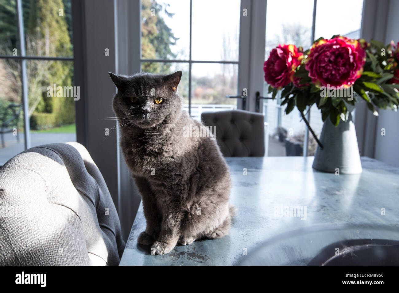 British Blue pedigree di capelli corti cat, appollaiato su un tavolo nella sua casa nel Surrey, Inghilterra, Regno Unito Foto Stock
