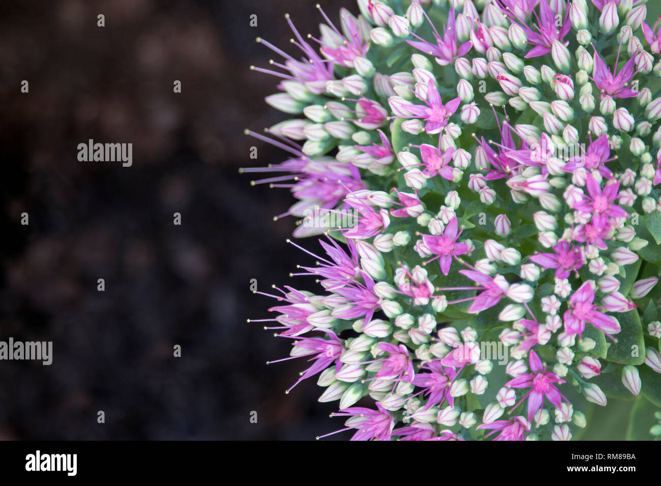 Macro di rosa stonecrop orpine fiori, o sedum telephium, in piena fioritura visto da sopra. Profondità di campo. Foto Stock