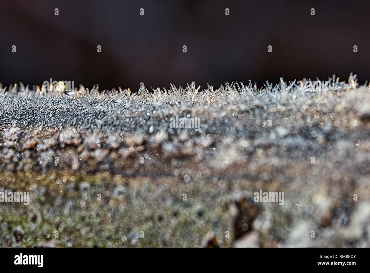 La natura congelati congelati piante mattina ghiacciata Foto Stock