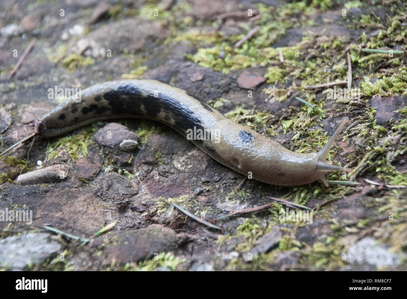 Un primo piano di una banana Slug nella foresta di Whatcom Falls State Park. Foto Stock