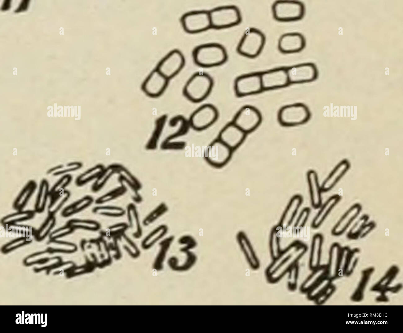 . Relazione annuale della Cornell University Stazione di Esperimento Agricola, Itaca, N.Y. Cornell University. Stazione di Esperimento Agricola; Agricoltura -- New York (stato). ^. •••Si*' 10 -#" 0.,s" ^e ^"i^ '"//. Fig. 38.-in una varietà di batteri suscettibili di essere trovata nel latte. I e 2, tifo bacillus (Pfeiffcr); 3, pus e pus cocci; 4, B. dysenteriae (Shigar); 5, Proteus vulgaris; 6, Clos- tridium butyricus; 7, 9, 10, 11, tipi di comuni batteri lattici (Conn); 8, un coccus senza influenza sul latte {Conn); 12, 13, 14, tre bacilli producono latte viscido (Fig. 12, Marshall; Figg. Foto Stock