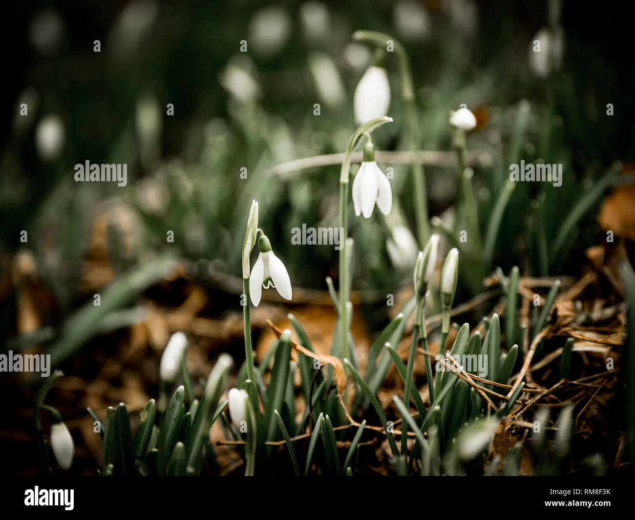 Immagine del primo, fresche blooming snowdrops della stagione. Close-up Foto Stock