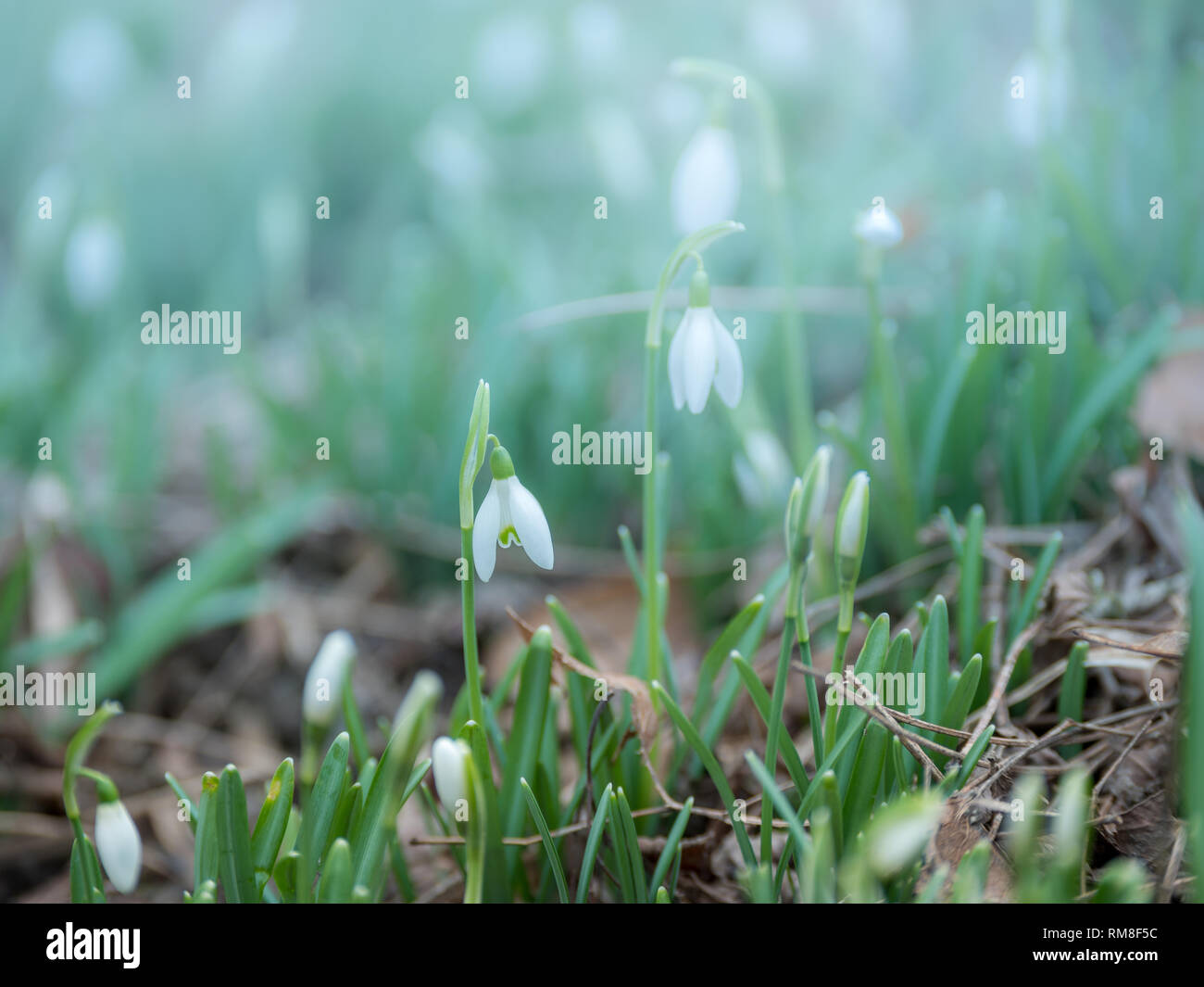 Immagine del primo, fresche blooming snowdrops della stagione. Close-up Foto Stock
