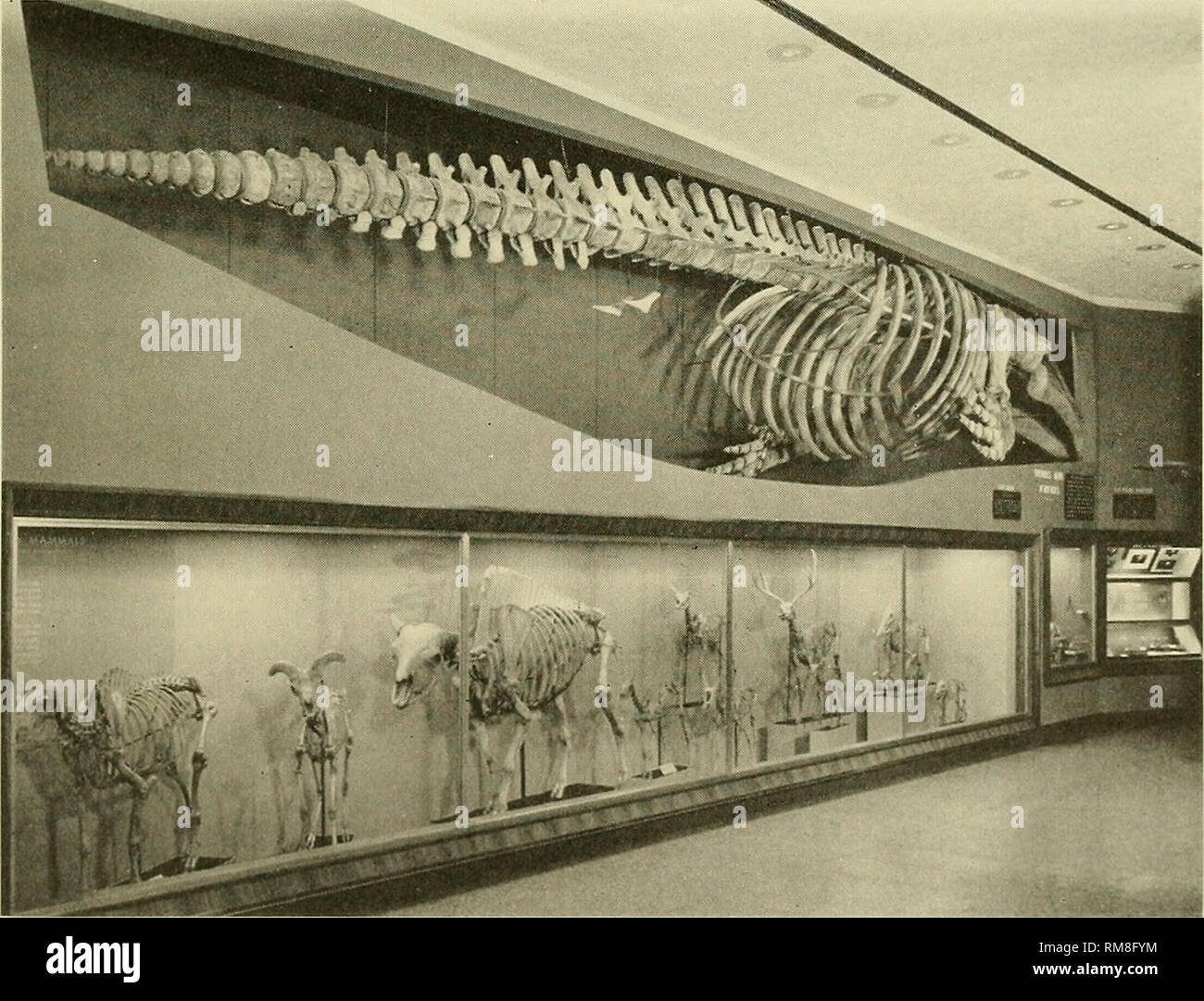 . Relazione annuale per l'anno fiscale conclusosi il 30 giugno .... Stati Uniti Museo Nazionale. Ricerca e studio 79 ha studiato blennioid tipi di pesce e altri specmiens, portando vicino al completamento di una revisione del genere Entomaorodus. Egli ha iniziato una raccolta osteologica studio di blennioid pesci e ha accumulato dati e materiali per le revisioni di diversi generi. Associate curator William R. Taylor ha continuato il suo studio delle famiglie e Ariidae Aspreclinidae per la pubblicazione, "Pesci del Western Atlantico del Nord" e del genere Noturus. Egli ha sviluppato nuove tecniche per la preparazione Foto Stock