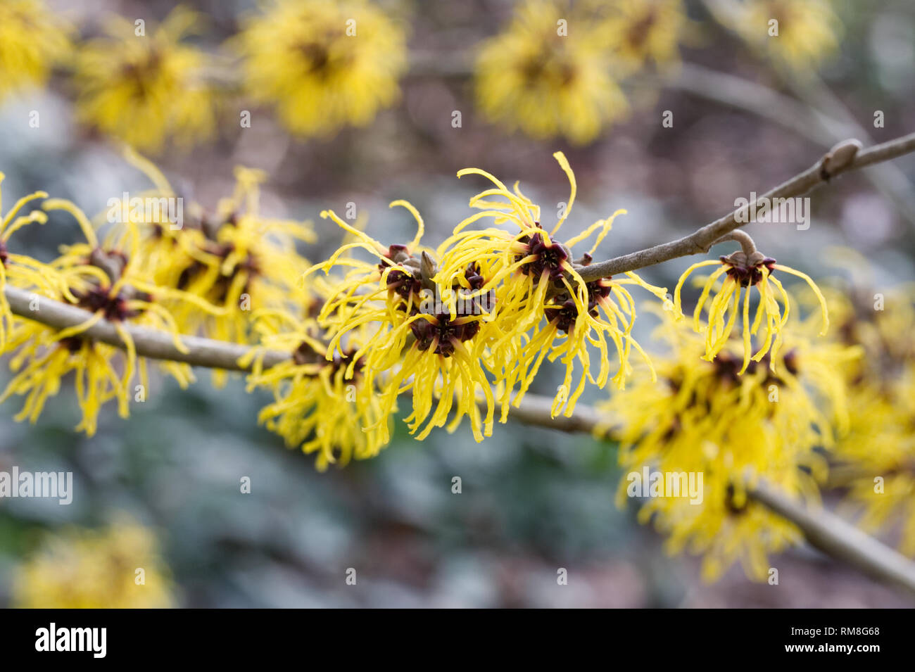 Hamamelis x intermedia 'Barmstedt Oro'. Amamelide fiori. Foto Stock