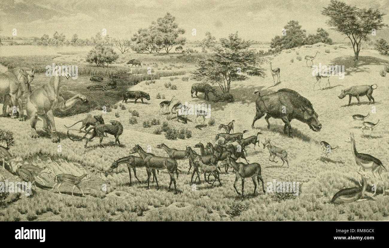 . Relazione annuale per l'anno fiscale conclusosi il 30 giugno .... Stati Uniti Museo Nazionale. INVESTIG'ATIONiS e REiSEARCH 87 erts ha in fase di studio un nuovo genere e di numerose nuove specie di granchio fossile dal Cretaceo superiore della Nigeria e del sud-est degli Stati Uniti. Valutazione della posizione sistematica di altri generi è incluso in questo progetto. In un altro studio che egli sta rivalutando fossili di due specie di granchio. La libreria di ricerca e le fotografie delle speci- mens è stata completata per entrambi gli studi e la preparazione di manu- script è in corso.. Mammiferi di basso Miocene, un murale nella sala di combustibili Foto Stock