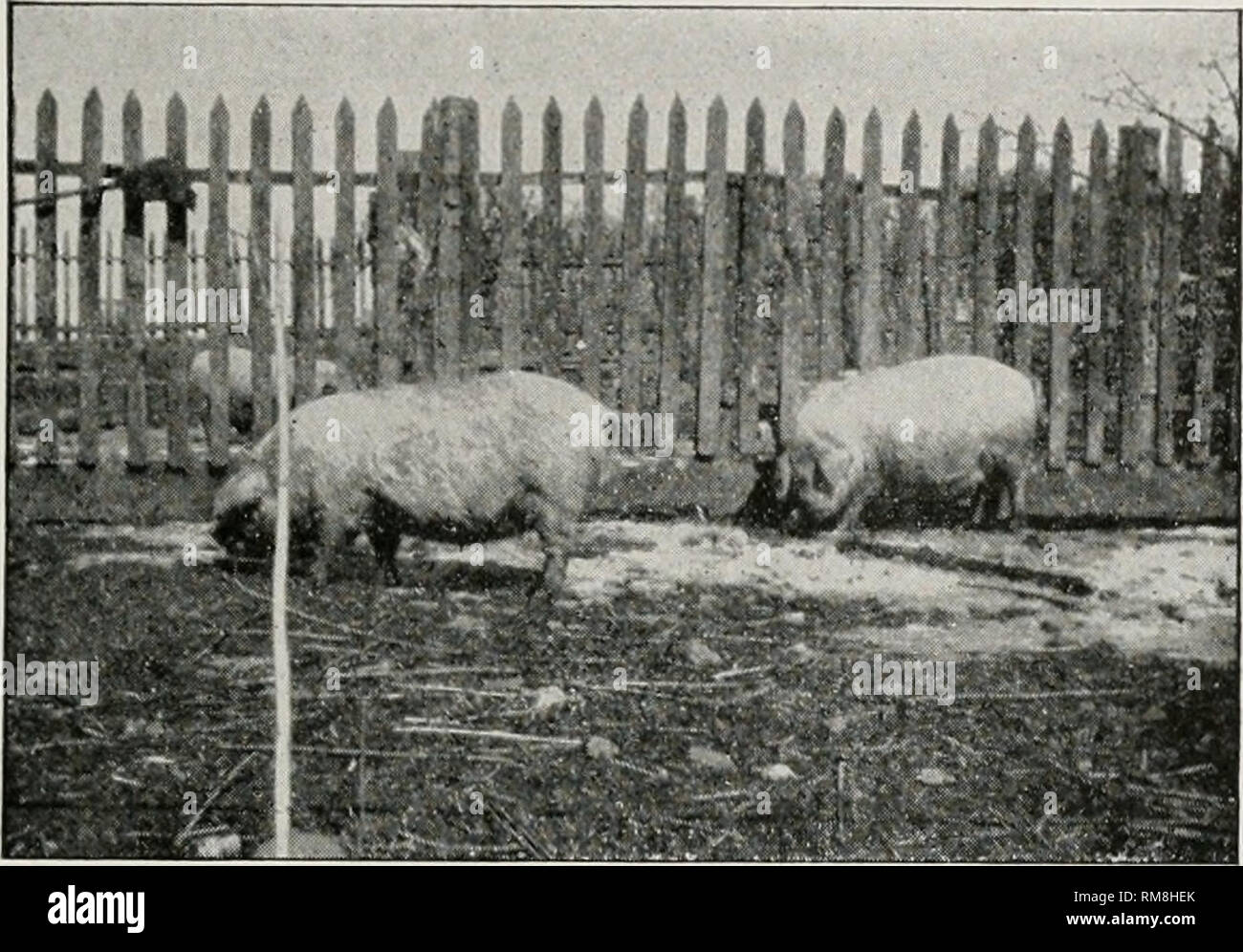 . Relazione annuale del Commissario per l'agricoltura ... Agricoltura -- New York (stato). •Suina 1823 erano grandi e grossi e lenta maturazione; o piccolo, compatto e qnick-ingrasso. Tuttavia, (affitto degli ultimi trenta anni, grande miglioramento è stato fatto. La dimensione varia da un molto. Fig. 189. Due-mese-vecchio O. I. C. scrofe. Di proprietà di B. F. Phillips &AMP; Figli, East Bloomfield, N. Y. porco di grandi dimensioni ad uno di mcdinm dimensione e conformazione in alcuni sono estremamente lunghi, grossolana individui mentre altri sono molto più nitidi 1 ":-?. &Gt;..,.^-; .4^ ^.^J 4^^-^^m 1 Fig. 190. 0. I. C. Cinghiale, dodici mesi, Peso Foto Stock