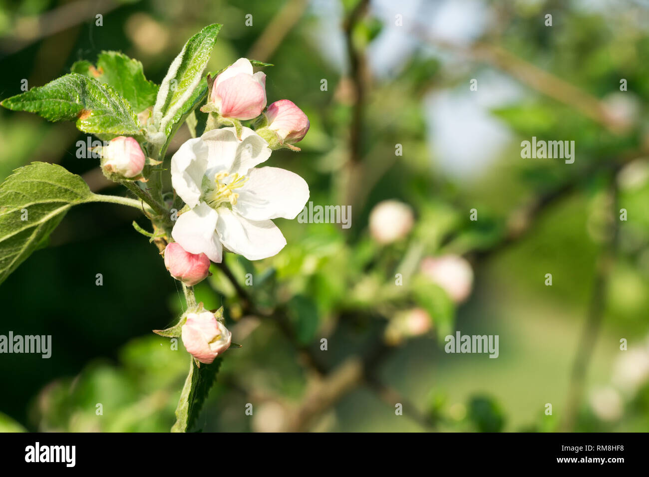 Apple ramo di albero fiori su sfondo sfocato. Closeup, il fuoco selettivo. Foto Stock