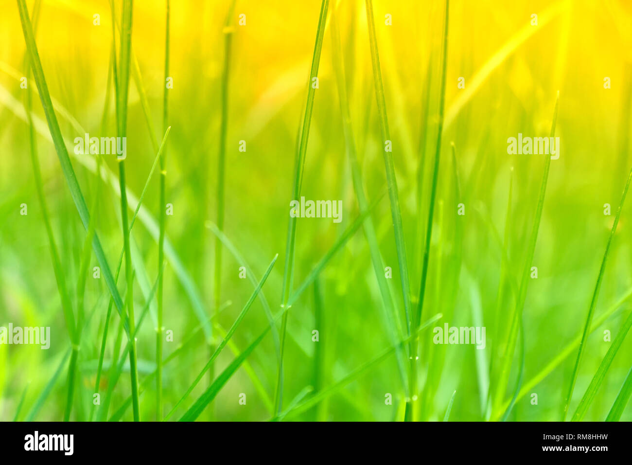 Arte astratta verde primavera e sfondo giallo o sfondo naturale con erba fresca. Messa a fuoco selettiva. Foto Stock