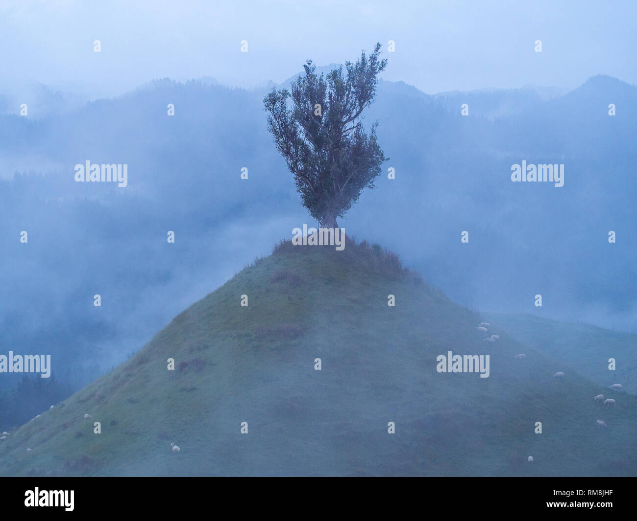 Un solitario albero solitario, sulla sommità di una collina conica, un giorno di nebbia, Parapara autostrada, Whanganui, Nuova Zelanda Foto Stock