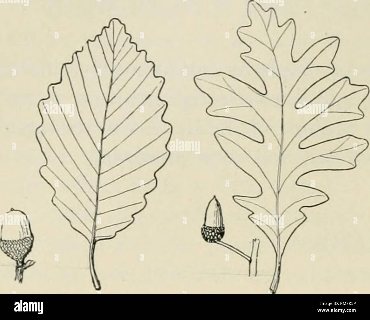 . Relazione annuale della Cornell University Stazione di Esperimento Agricola, Itaca, N.Y. Cornell University. Stazione di Esperimento Agricola; Agricoltura -- New York (stato). 476 Home Nature-Study corso. punto sono il nero, rosso scarlatto e il pin di querce. Quelle foglie con le punte appuntite sono quasi più liscia sul lato inferiore come sulla parte superiore, mentre quelle con lobi arrotondati sono più o meno ruvido sul lato inferiore e piuttosto una diversa tonalità di verde che è la superficie superiore. Le foglie devono essere accuratamente prelevata e incidentalmente etichettati. In qualità inferiori le foglie possono essere montati e pres Foto Stock